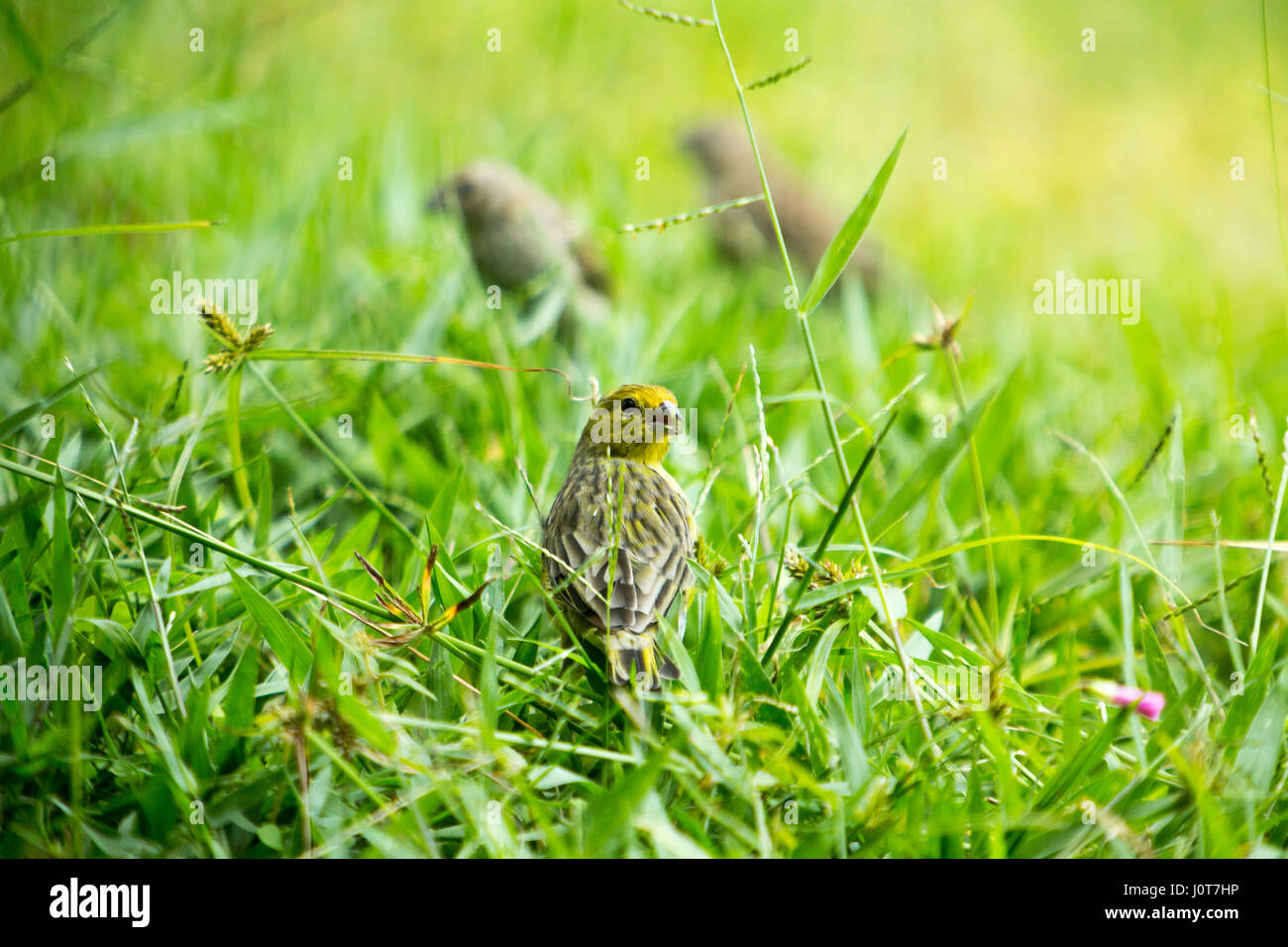 Asuncion, Paraguay. 16th April 2017. Ein männlicher Safranfink (Sicalis flaveola) Futter im Gras während des sonnigen Nachmittags in Asuncion, Paraguay. Quelle: Andre M. Chang/Alamy Live News Stockfoto