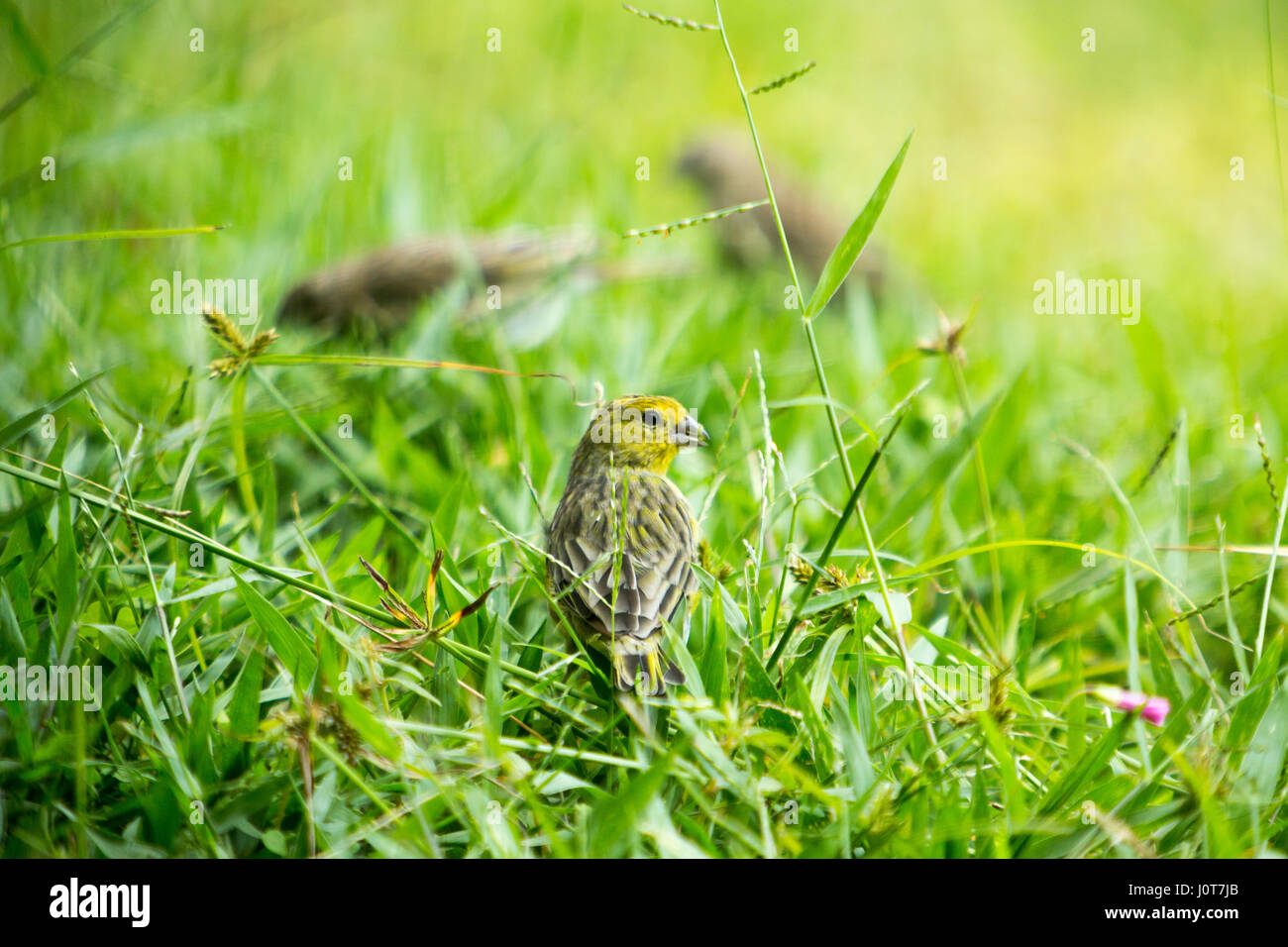 Asuncion, Paraguay. 16th April 2017. Ein männlicher Safranfink (Sicalis flaveola) Futter im Gras während des sonnigen Nachmittags in Asuncion, Paraguay. Quelle: Andre M. Chang/Alamy Live News Stockfoto