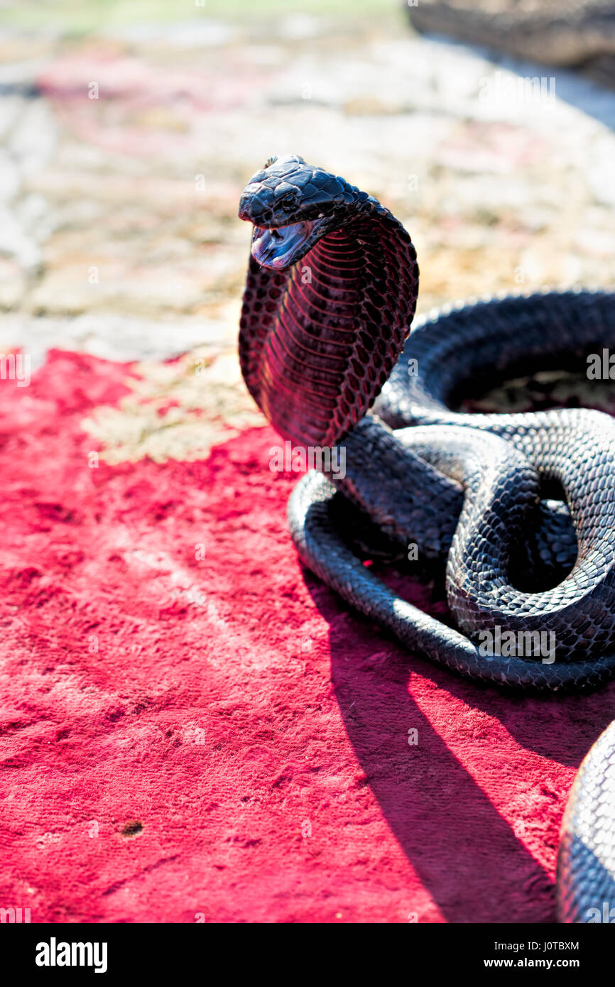 Cobra snake Touristenattraktion, Marrakesch, Marokko Stockfoto