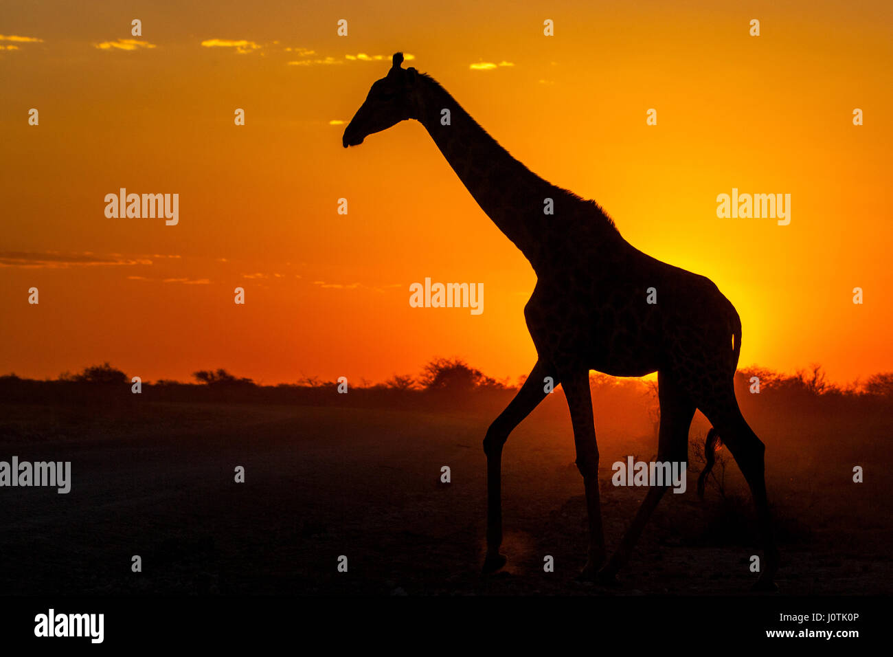 Silhouette einer Giraffe gegen Sonnenuntergang in Etosha Nationalpark, Namibia, Afrika Stockfoto
