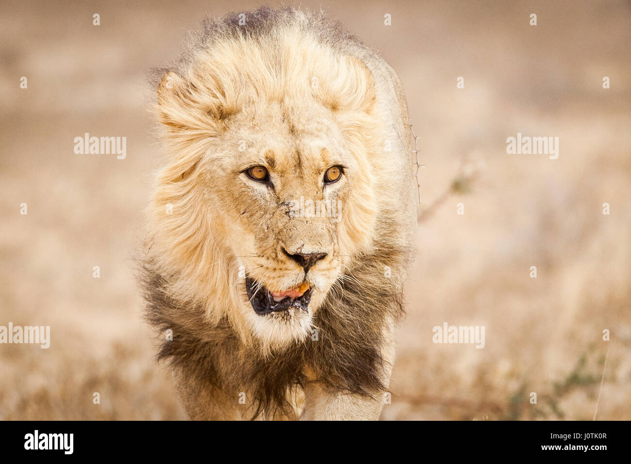 Männlicher Löwe (Panthera Leo) gehen in der Wüste in Botswana, Afrika Stockfoto