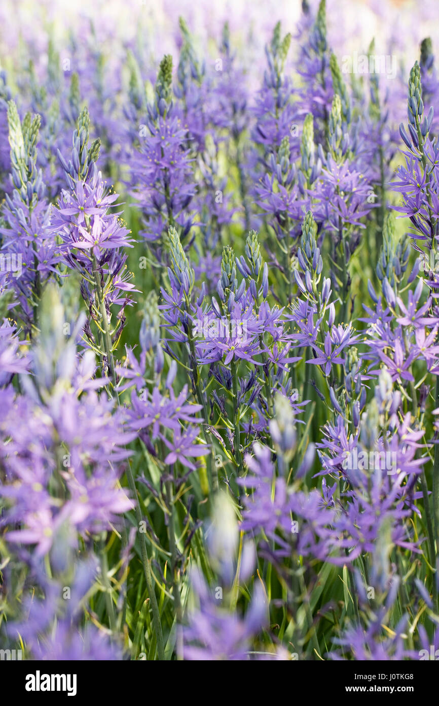 Camassia Leichtinii Subspecies Suksdorfii Blüten im Frühjahr. Stockfoto