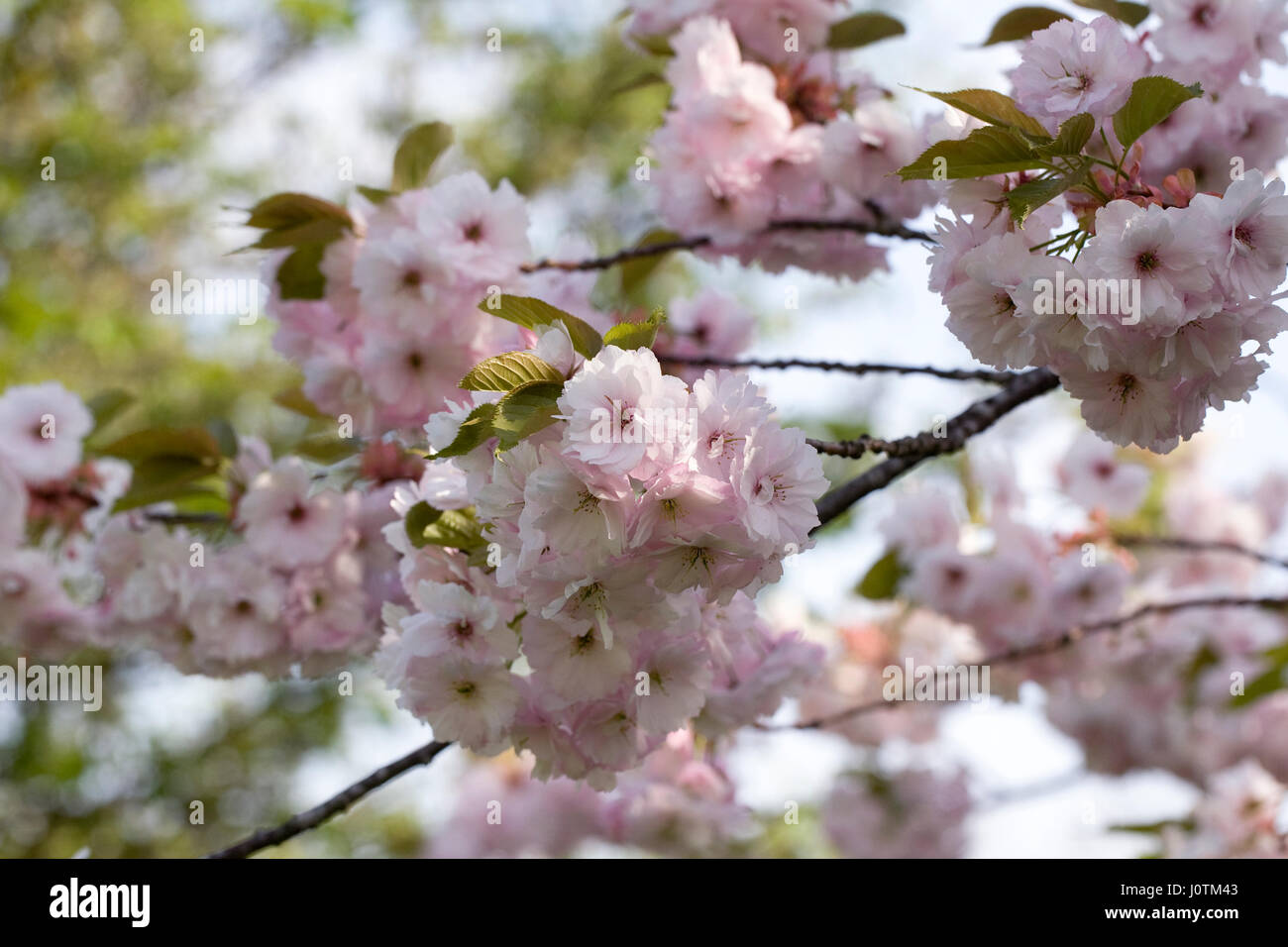 Prunus 'Ichiyo' Blüte. Kirschblüte in einem englischen Garten. Stockfoto