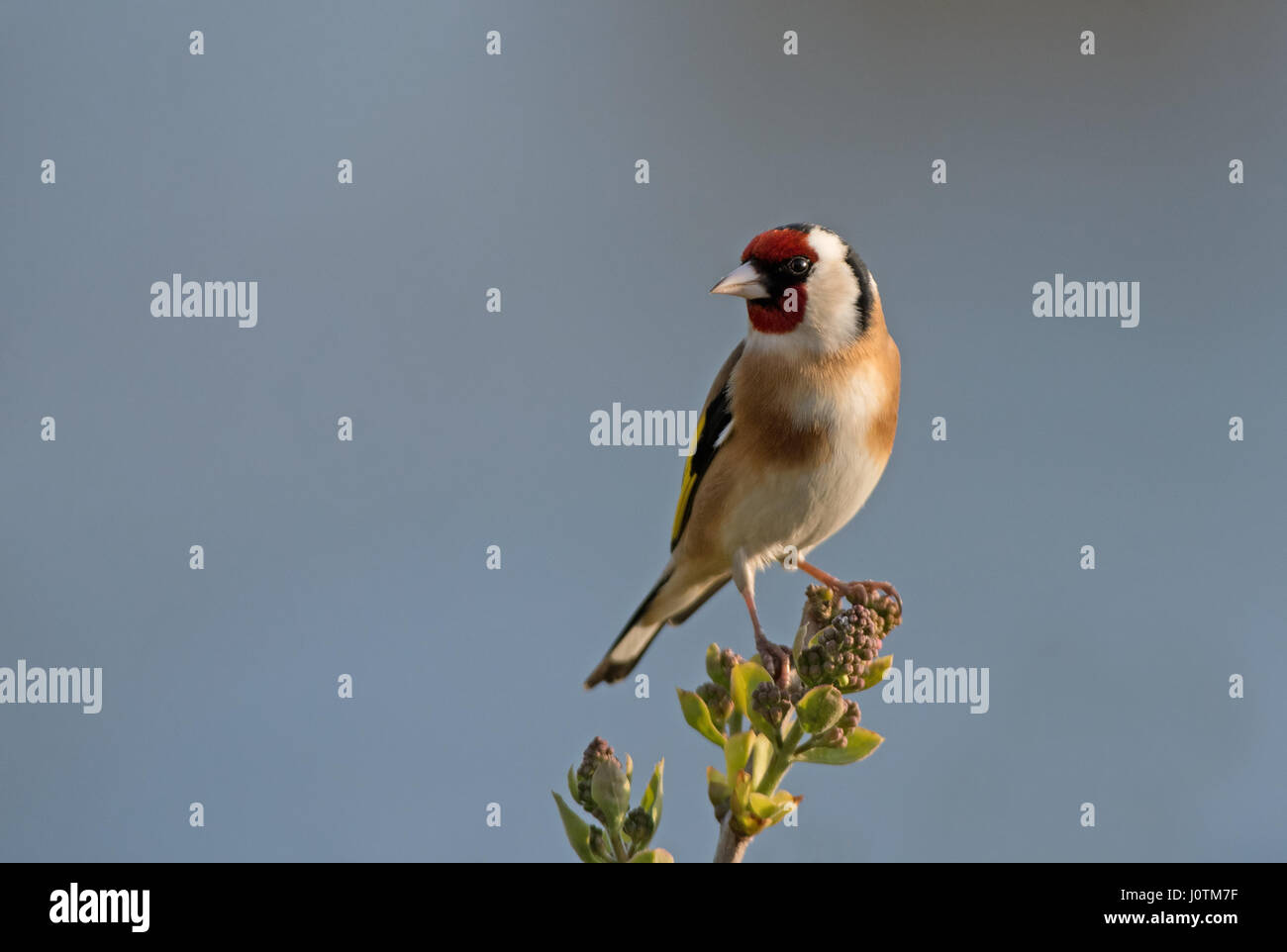 Stieglitz - Carduelis Zuchtjahr Erwachsenen gehockt Flieder-Syringa Vulgaris. Frühling. UK Stockfoto