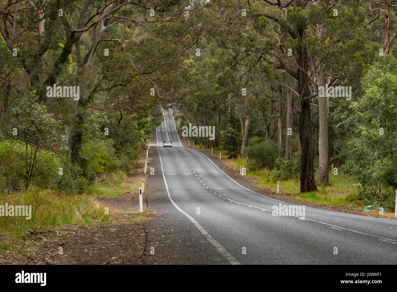 Einer langen geraden Strecke der Straße im Land New South Wales, Australien, gesäumt von Eukalyptusbäumen Stockfoto