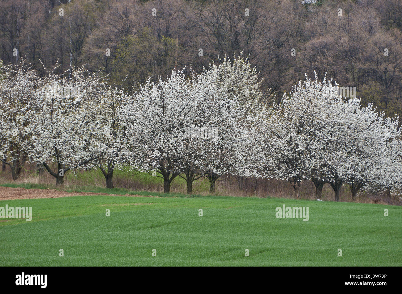 blühenden alten Kirschbäumen Kirsche Obstgarten im Bereich grüne Frühling blühen Stockfoto