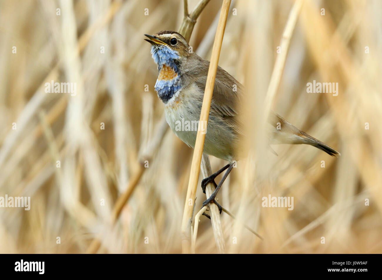 Red spotted Blaukehlchen, Luscinia Svecica in Sommer Gefieder durch Mauser und zeigt einen prominenteren roten Fleck an der Kehle. Singen. Stockfoto