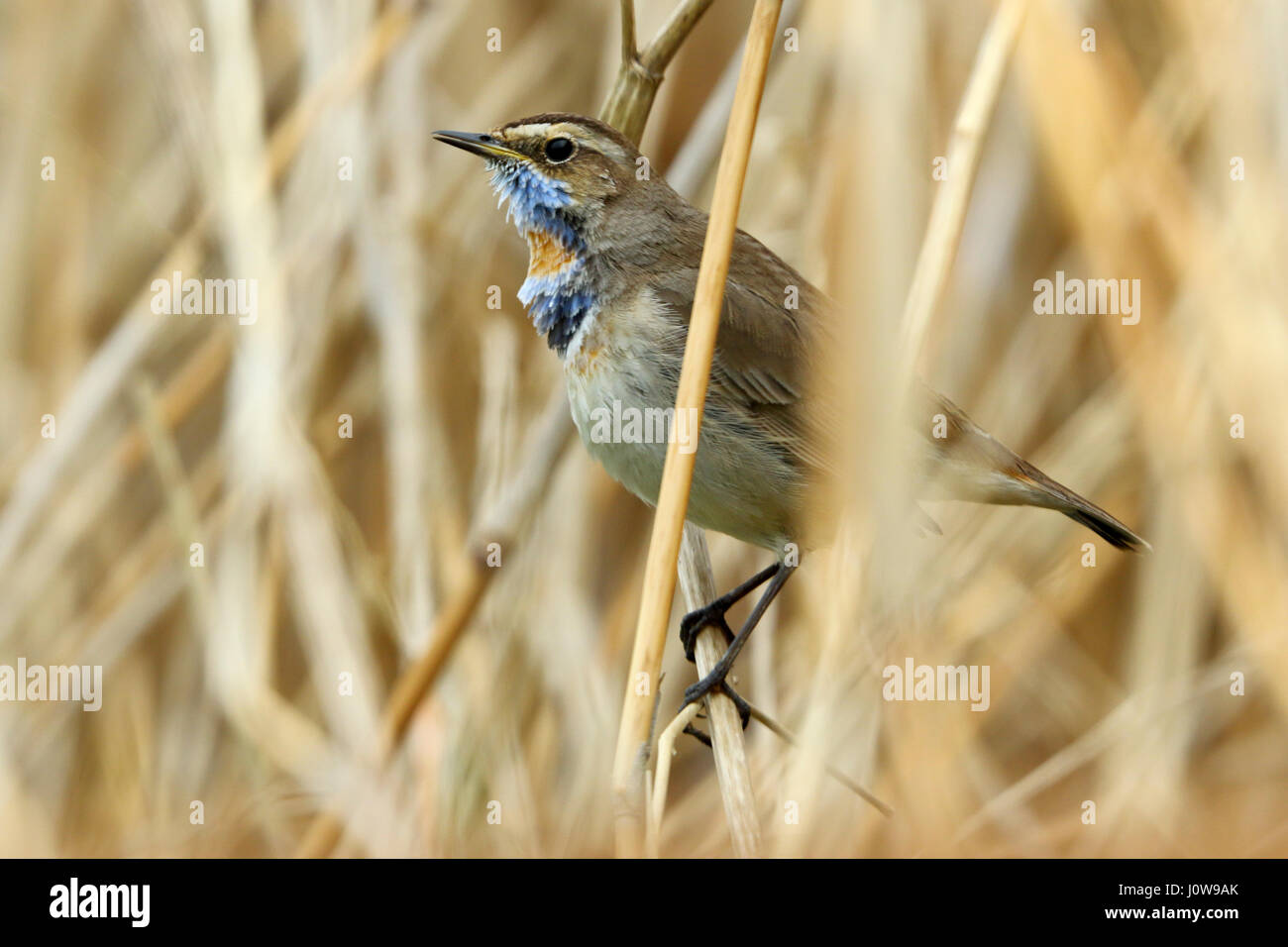 Red spotted Blaukehlchen, Luscinia Svecica in Sommer Gefieder durch Mauser und zeigt einen prominenteren roten Fleck an der Kehle. Singen. Stockfoto