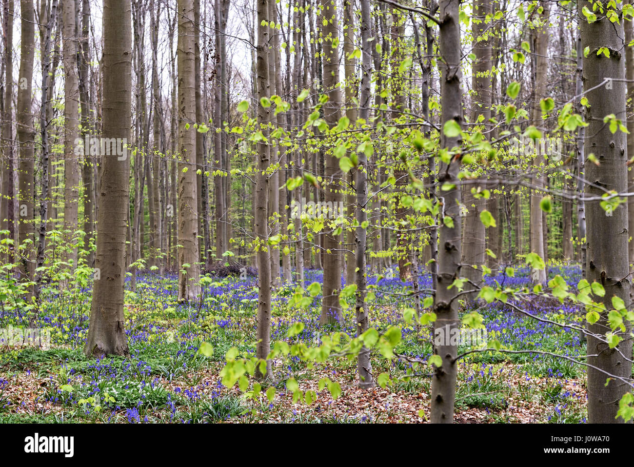 Flora der blauen Wald Hallerbos während Blaue Hyazinthen Blütezeit Stockfoto