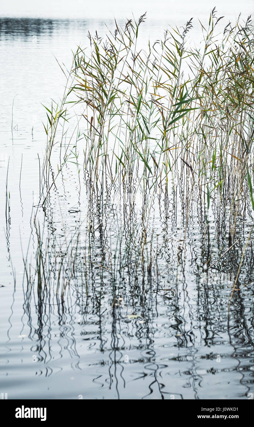 Natürlichen Hintergrund, vertikale Foto der Küste Reed und noch Wasser des Sees. Selektiven Fokus Stockfoto