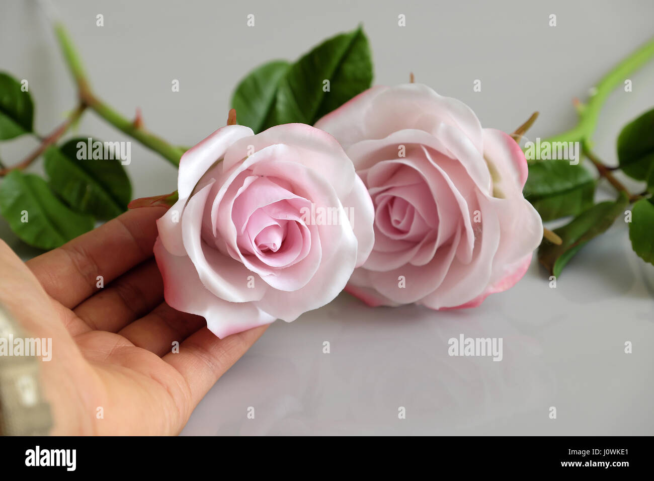 Wunderbare Ton Kunst mit Hand Frau Rosa Rosen Blume pflücken auf weißem Hintergrund, schöne künstliche Blumen von Handwerkskunst mit geschickten Stockfoto