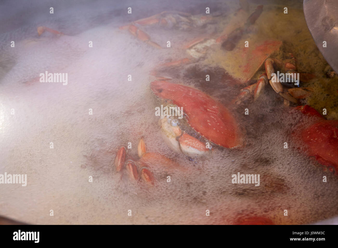 Dungeness Krabbe in San Francisco, San Francisco, Kalifornien, USA Stockfoto