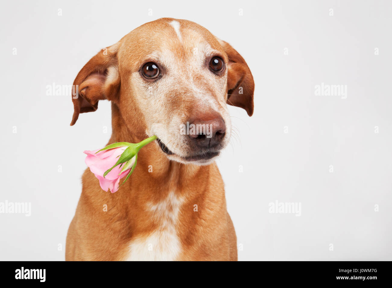 Rose flower in mouth -Fotos und -Bildmaterial in hoher Auflösung - Seite 2  - Alamy