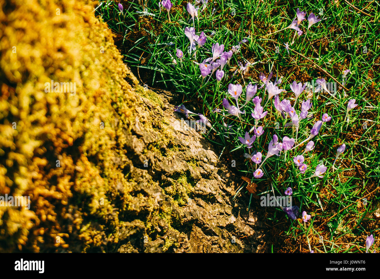 Viele Krokusse in den Rasen unter dem Baum. Ein Feld von Krokus im