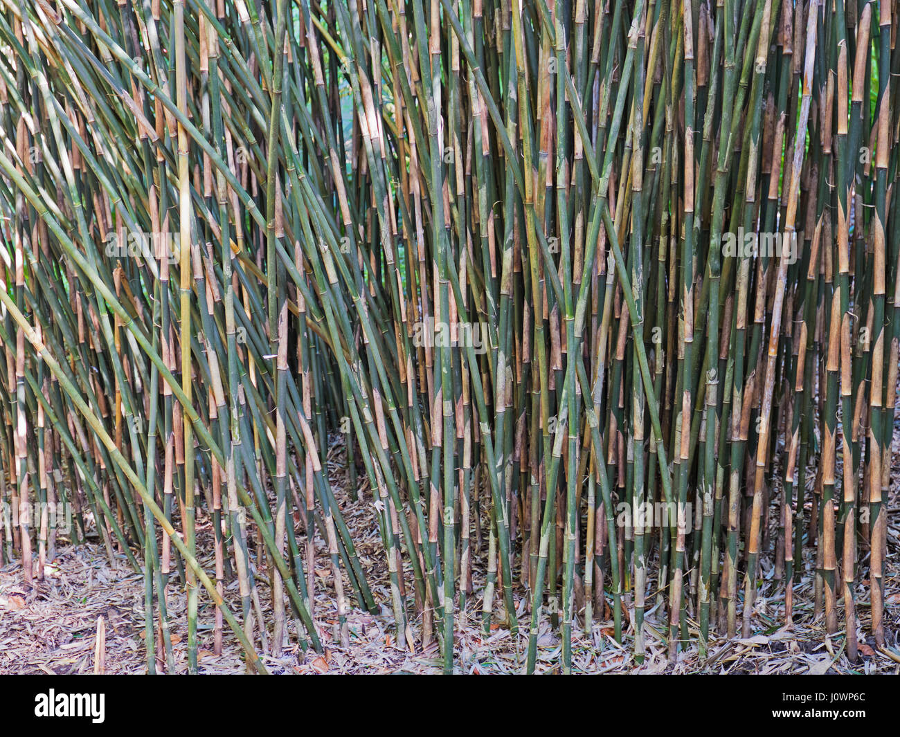 Bamboo garden screen Fotos und Bildmaterial in hoher Auflösung Alamy