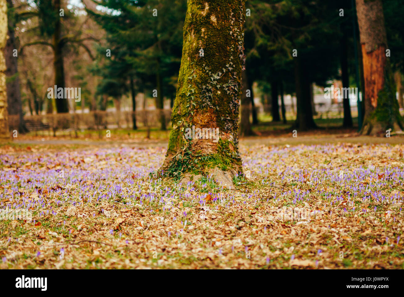 Viele Krokusse in den Rasen unter dem Baum. Ein Feld von Krokus im