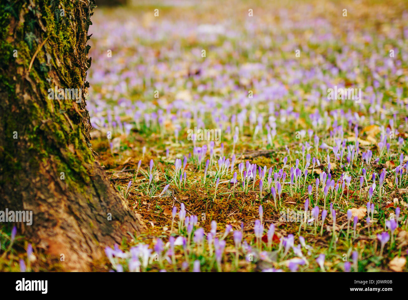 Viele Krokusse in den Rasen unter dem Baum. Ein Feld von Krokus im
