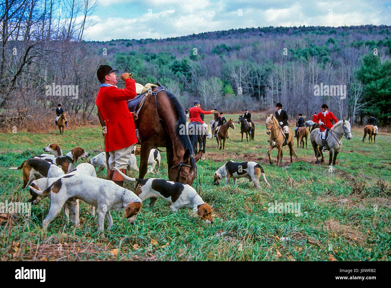 Meister der Foxhunt bläst Trompete zu sammeln, um seine Fox Hunt Hunde Hunde und Jäger bei einer Fuchsjagd in NH, USA. Stockfoto