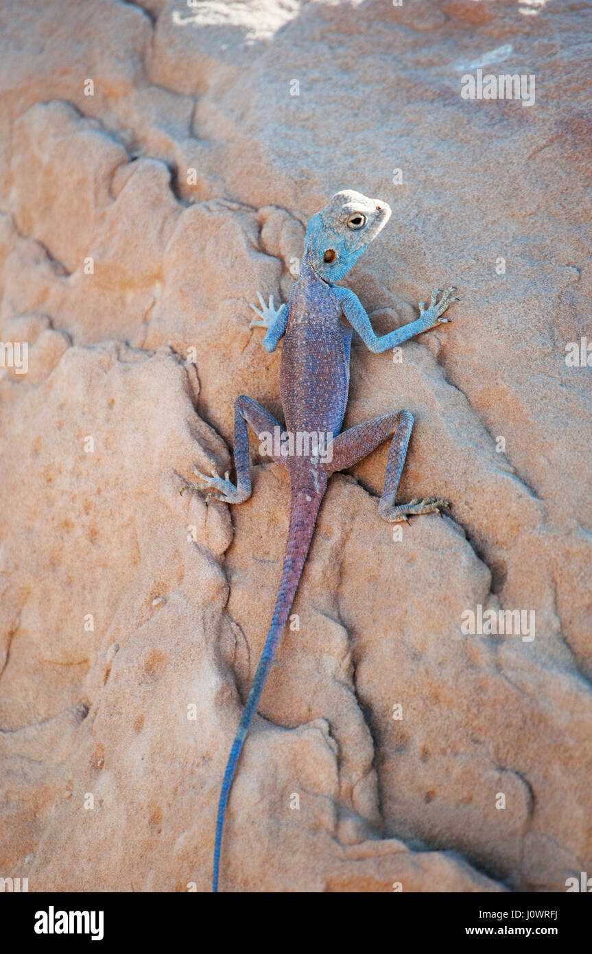 Jordanien: ein Sinai Agama, die blaue Eidechse, eine Agamen Eidechse gefunden in den ariden Gebieten des Nahen Ostens Stockfoto