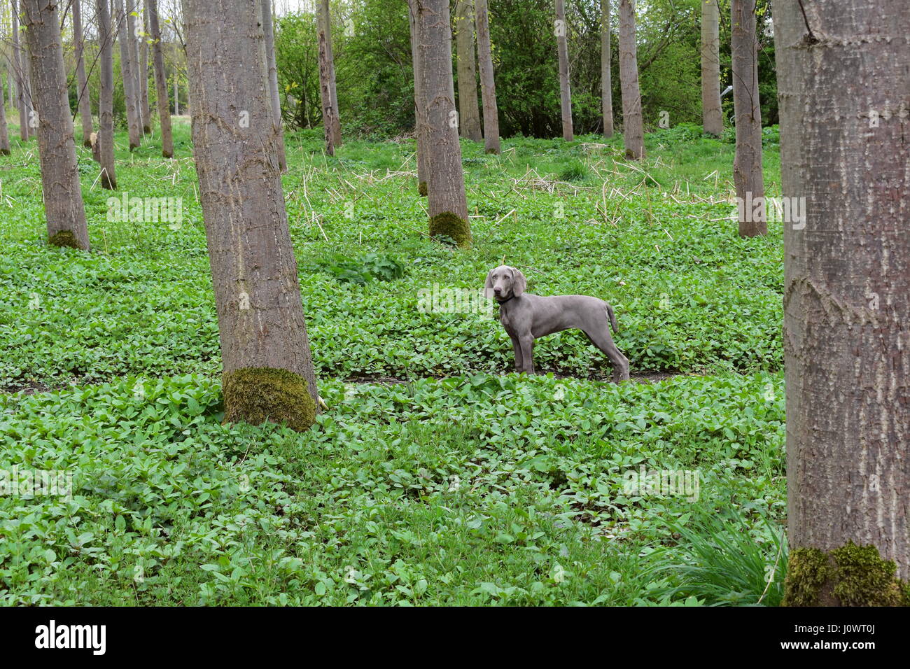 Weimaraner Welpe Hund im Wald Stockfoto