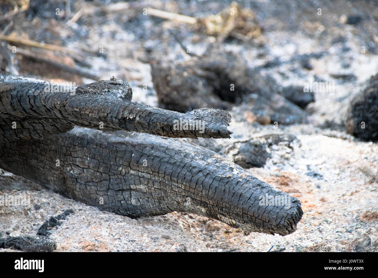Verkohlten Überreste und Asche Baumstamm Feuerholz Stockfoto