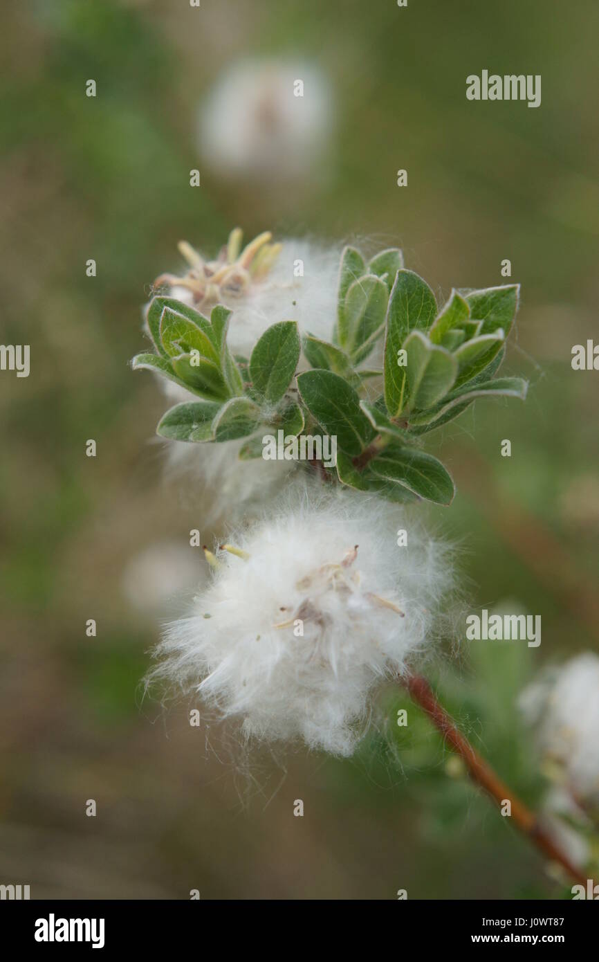 Salix repens Stockfoto