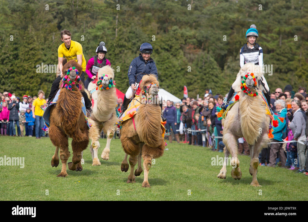 Domestiziert Bactrian Kamele Camelus Bactrianus verwendet für Kamelrennen Stockfoto