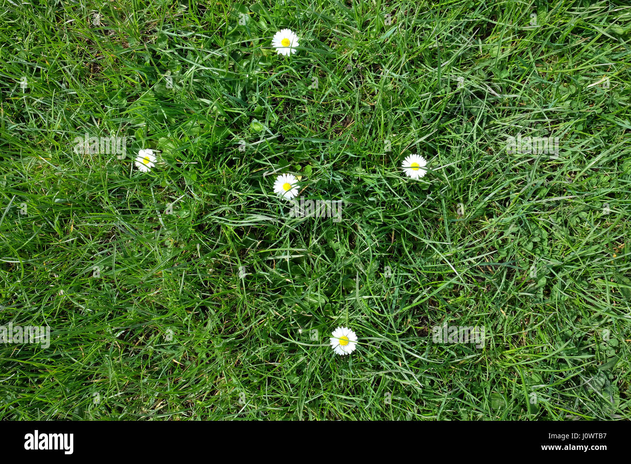 Gänseblümchen im Rasen wächst Stockfoto