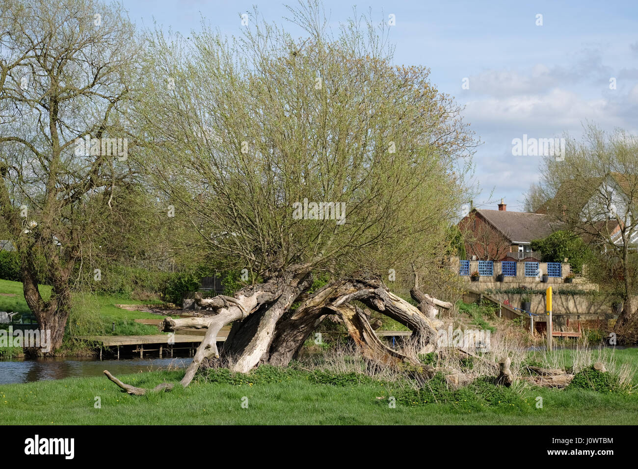 Baum, der Blitzschlag war noch im Wachstum Stockfoto