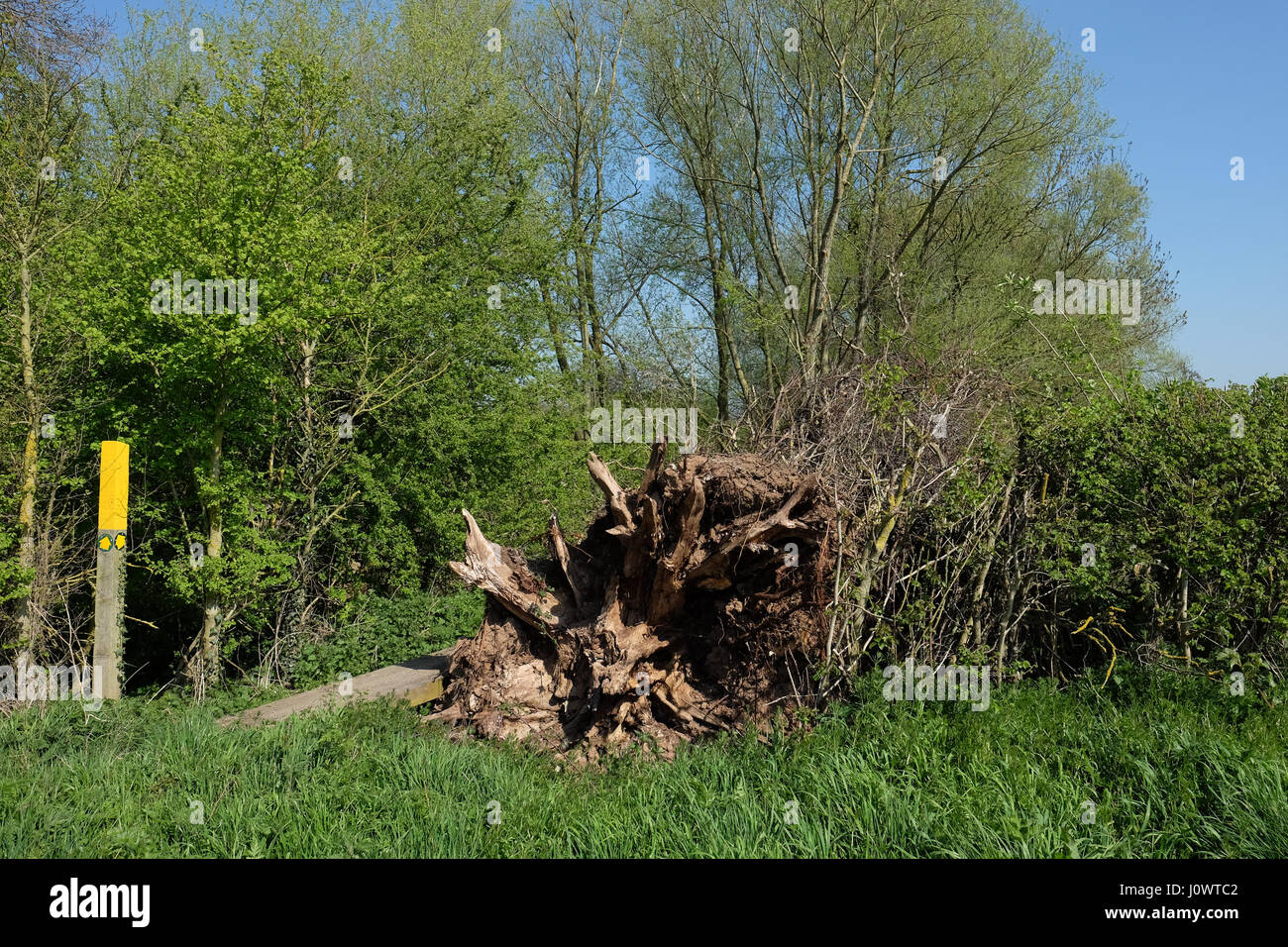 Wurzelstruktur auf einen umgestürzten Baum Stockfoto
