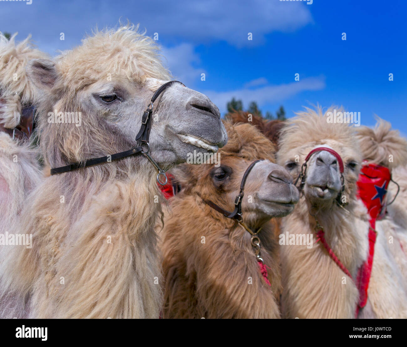 Domestiziert Bactrian Kamele Camelus Bactrianus verwendet für Kamelrennen Stockfoto