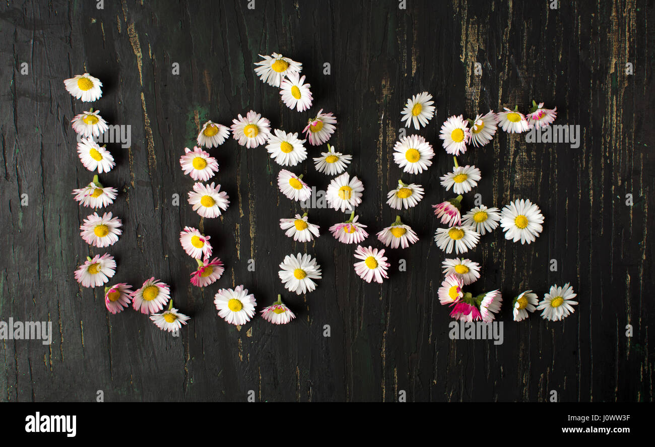 Wort-Liebe mit Blumen-Gänseblümchen auf dunklem Hintergrund geschrieben Stockfoto