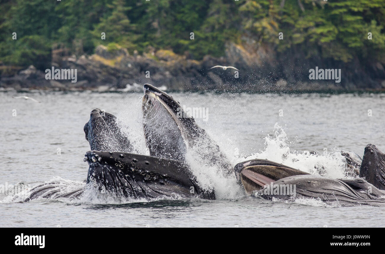 Der Kopf und der Buckelwal Mund über der Wasser Oberfläche Nahaufnahme zum Zeitpunkt der Jagd. Chatham-Straße Bereich. Alaska. USA. Stockfoto