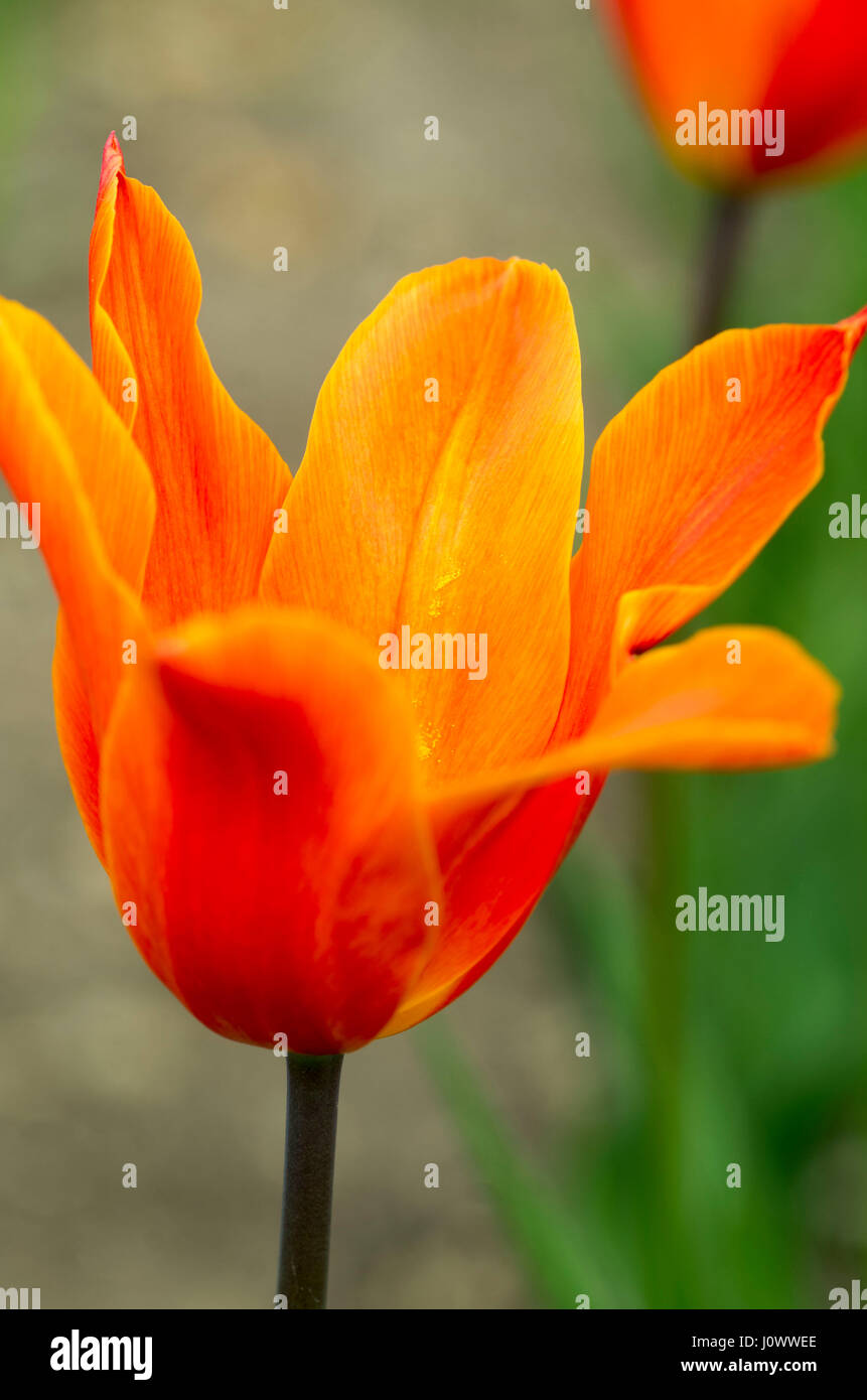 Tulpen In natürlichem Licht Stockfoto