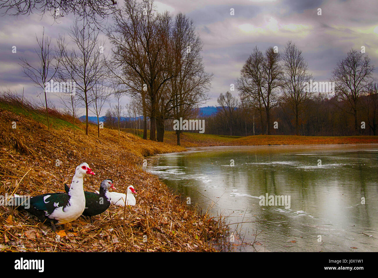 Drei Enten, ein Teich, Castellania, Piemont, Italien Stockfoto