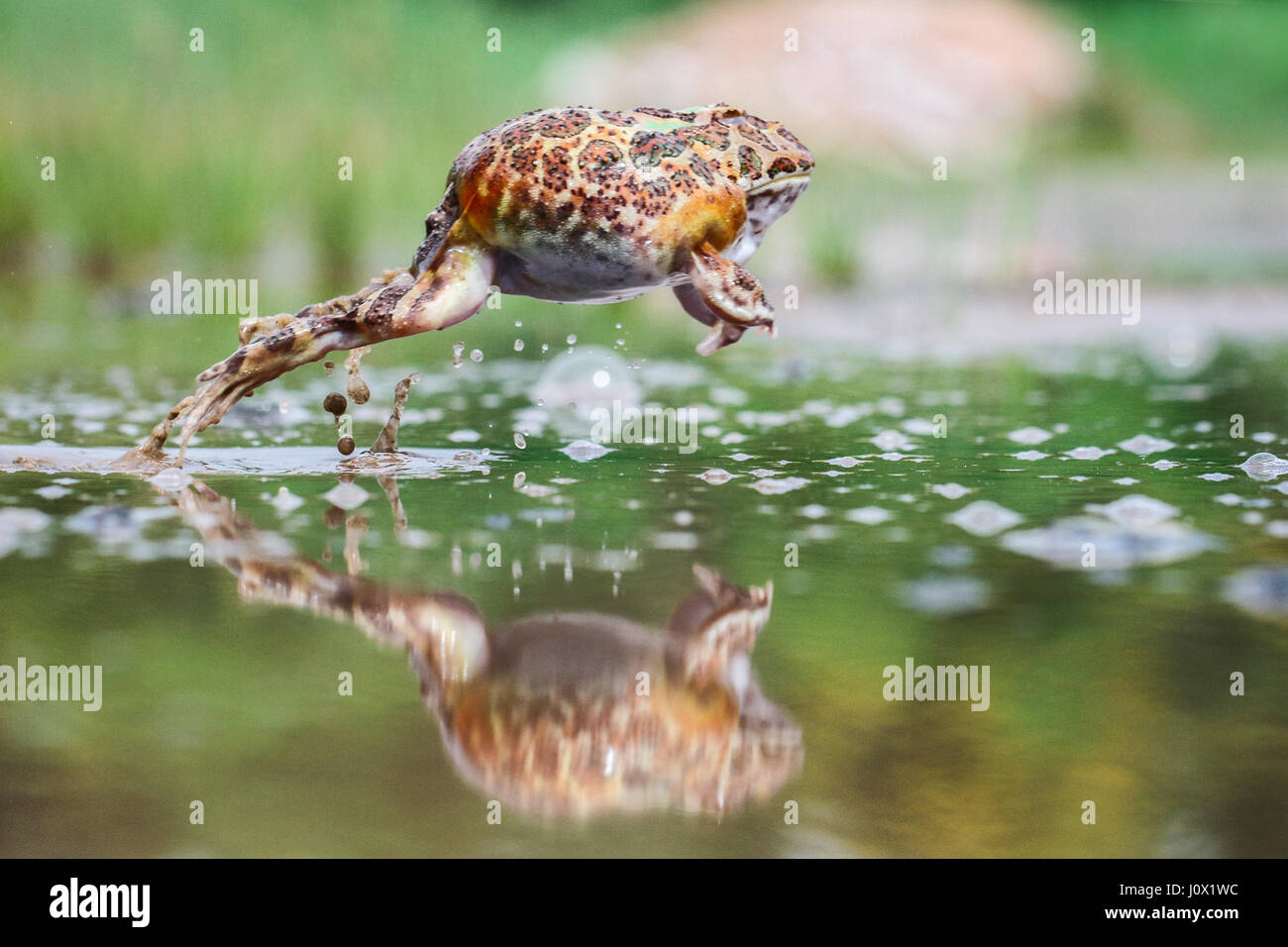Pacman Kröte springen aus dem Wasser, Indonesien Stockfoto