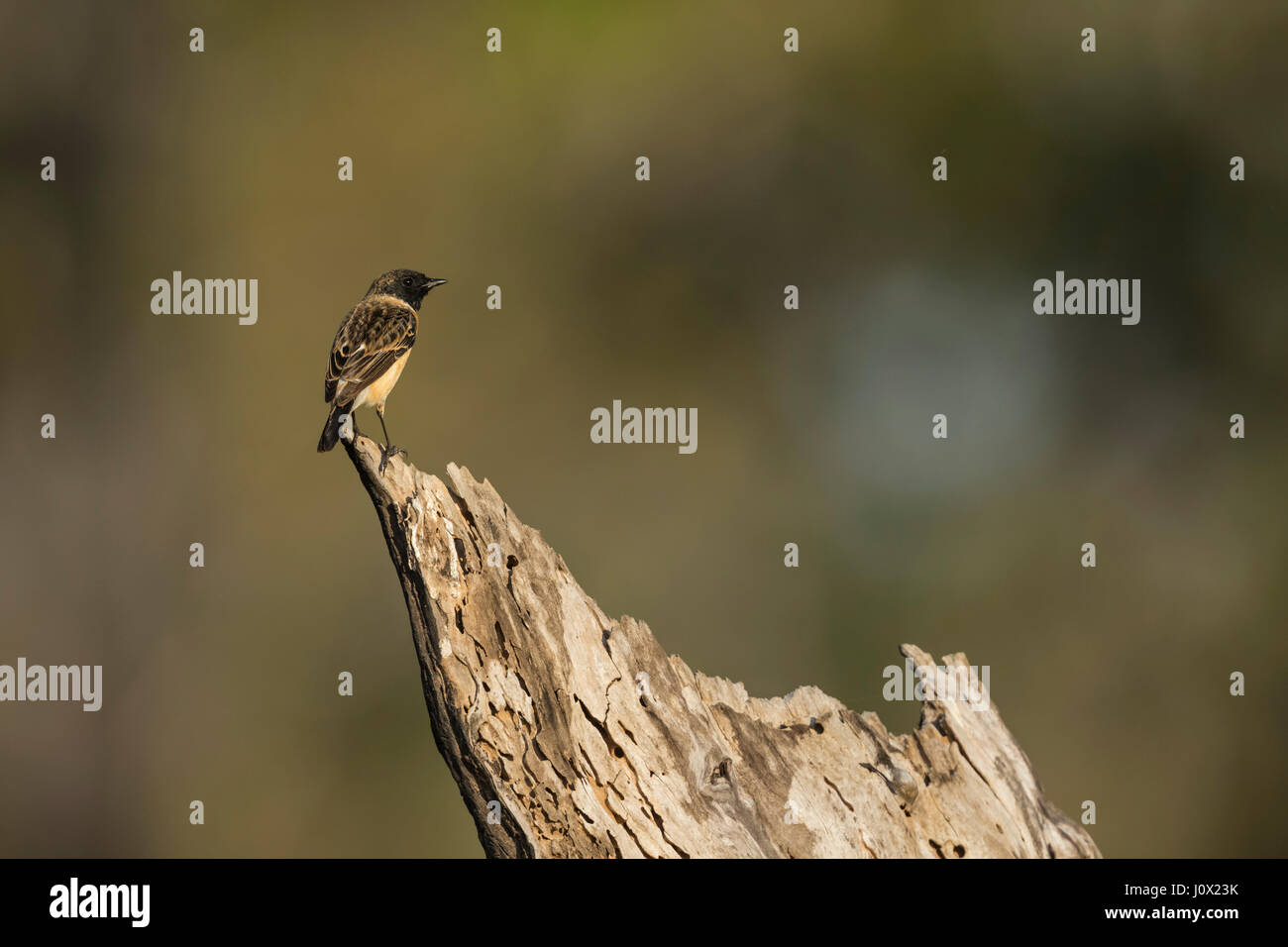 Sibirische Schwarzkehlchen (Saxicola Maurus Stejnegeri) männlich, Tmatboey, Kambodscha Stockfoto