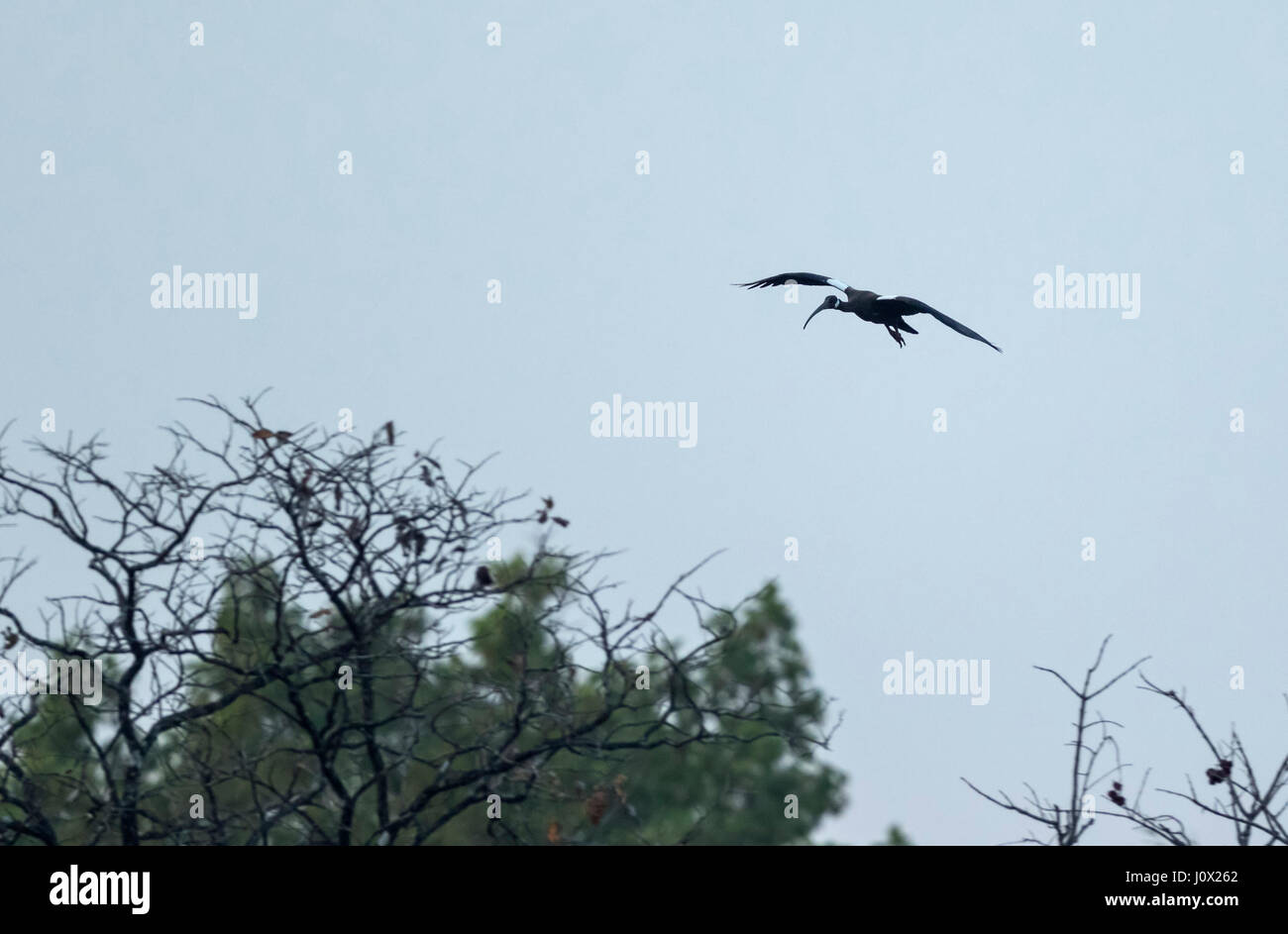 White-geschultert Ibis (Pseudibis Davisoni), Tmatboey, Kambodscha Stockfoto