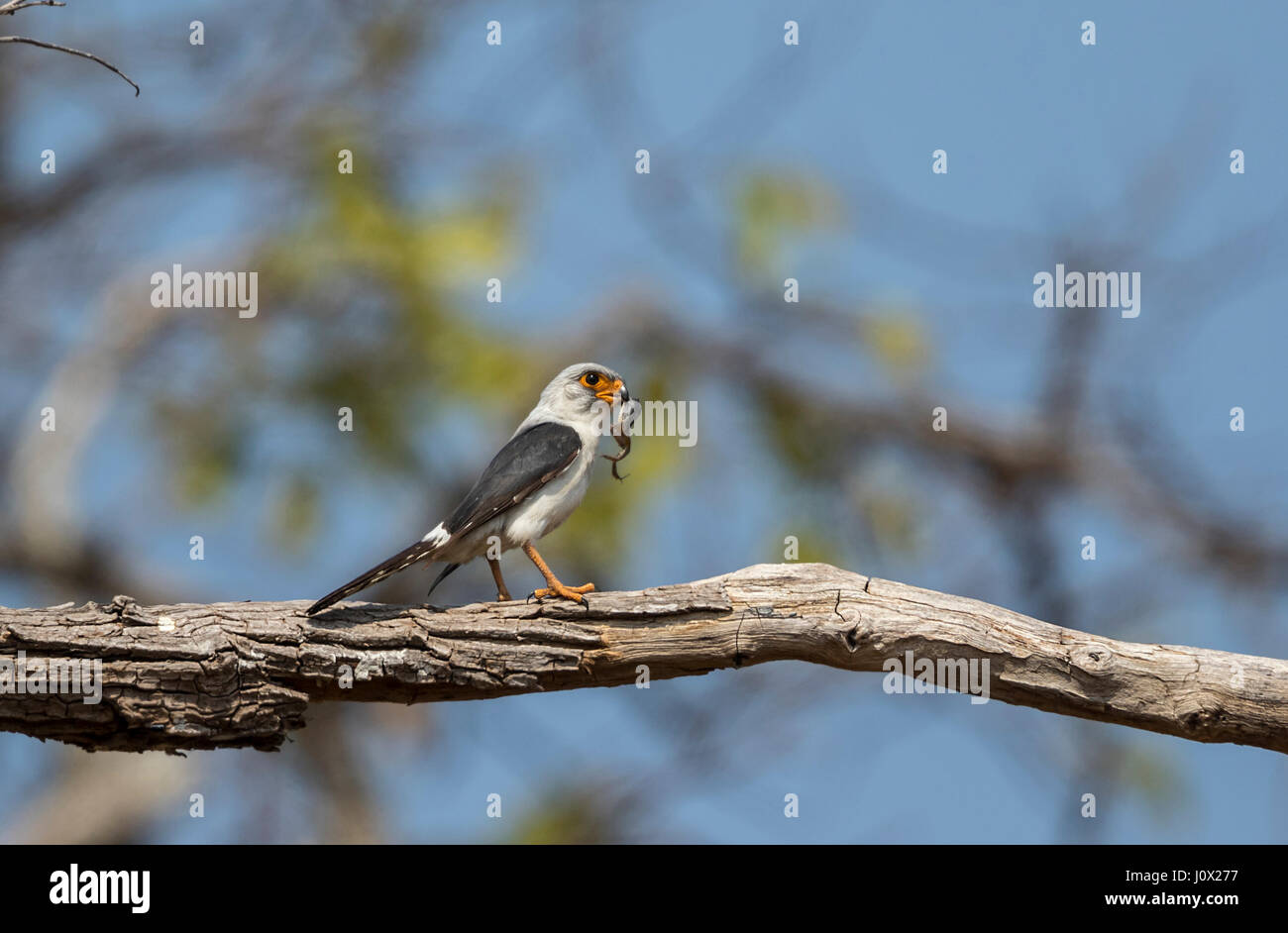 Weißes-rumped Falcon (Polihierax Insignis) essen Frosch, Kambodscha Stockfoto