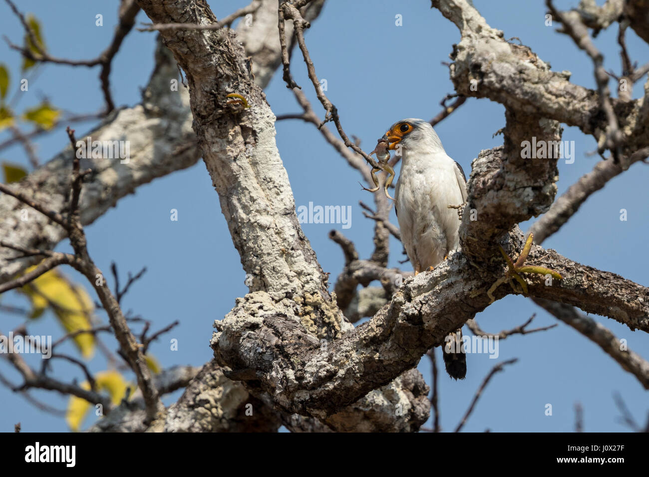 Weißes-rumped Falcon (Polihierax Insignis) essen Frosch, Kambodscha Stockfoto