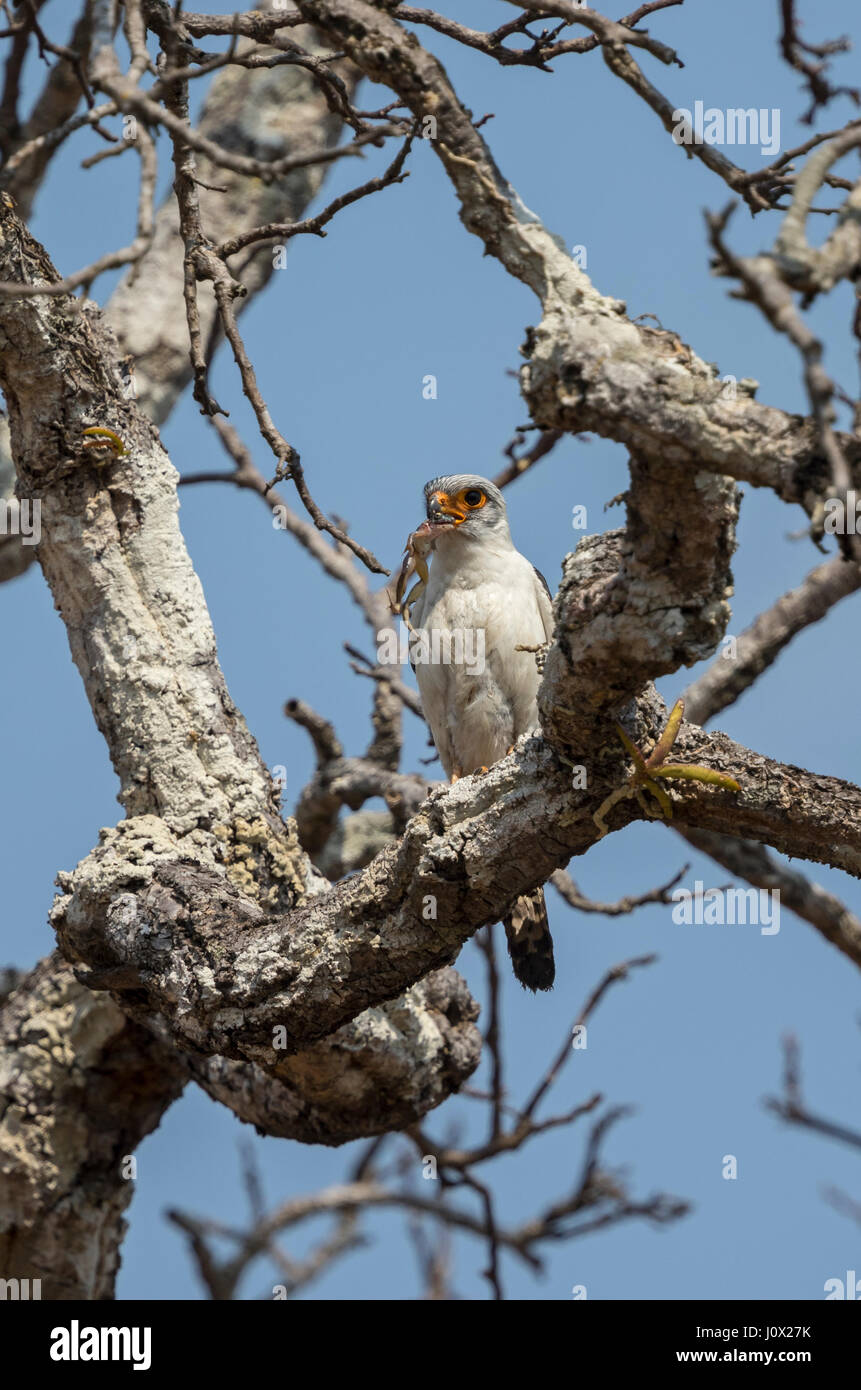 Weißes-rumped Falcon (Polihierax Insignis) essen Frosch, Kambodscha Stockfoto