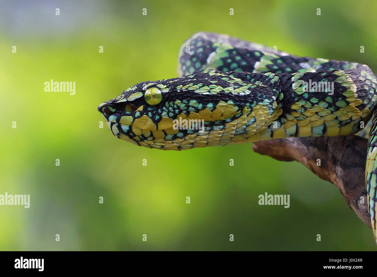 Seitenansicht von einer Viper Schlangenkopf, Indonesien Stockfoto