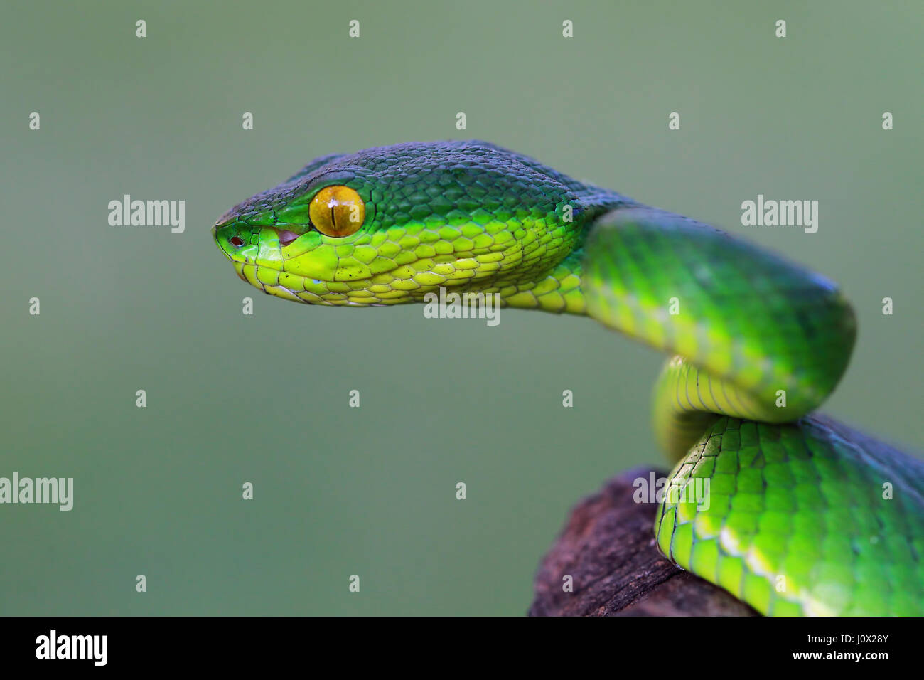 Seitenansicht von einer Viper Schlangenkopf, Indonesien Stockfoto
