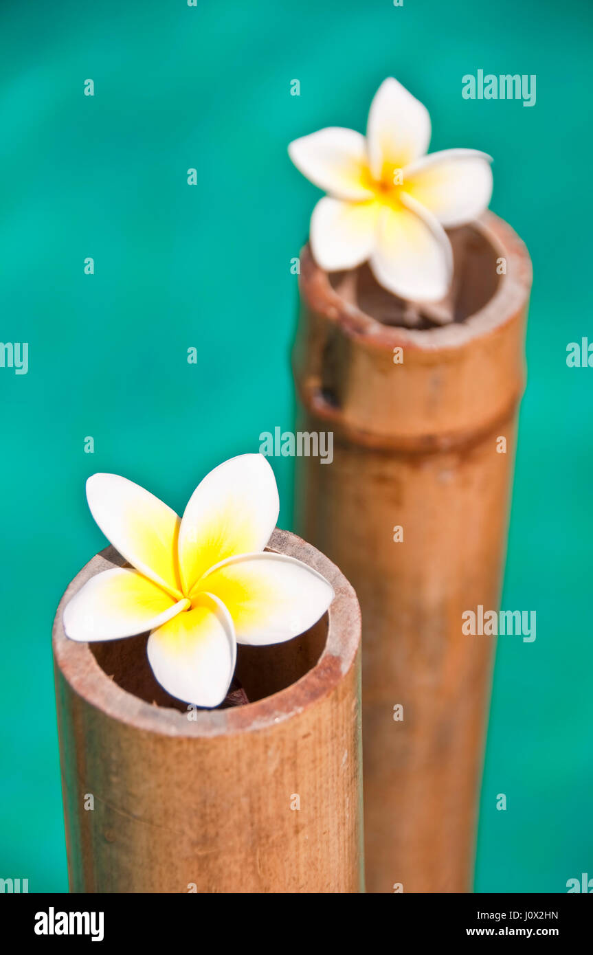 Plumeria Blumen auf Bambus Stämme, Blauwasser-Hintergrund Stockfoto