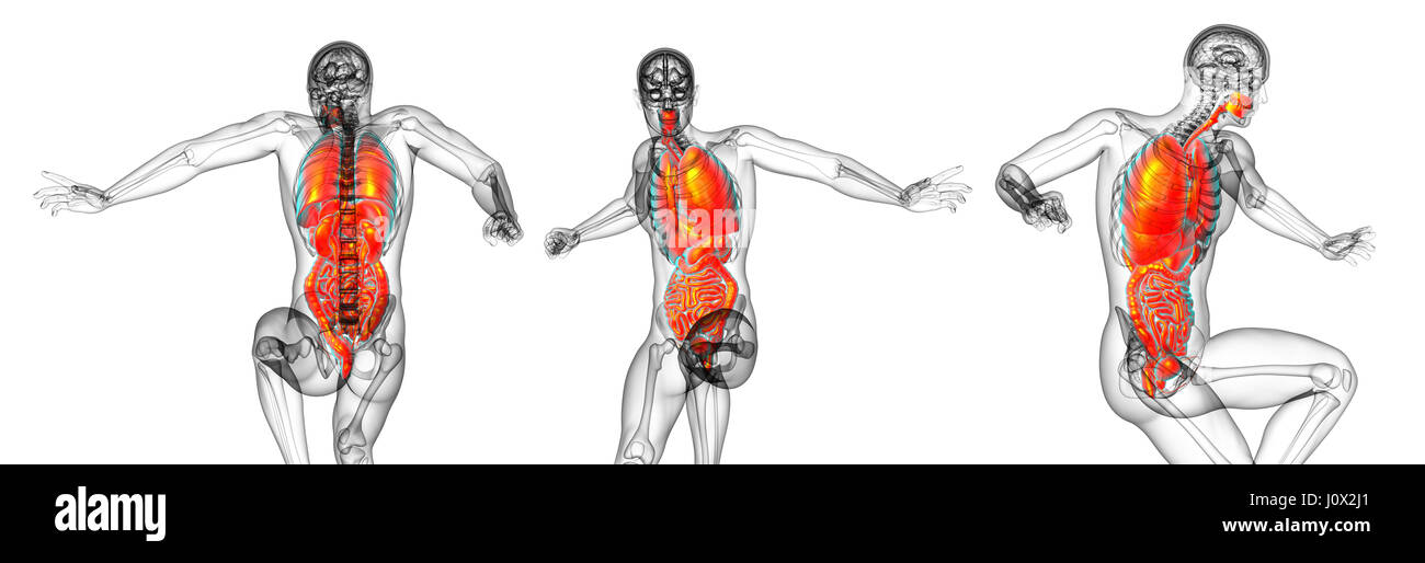 3D Rendering medizinische Illustration des menschlichen Magen-Darm-System und Atmungssystem Stockfoto