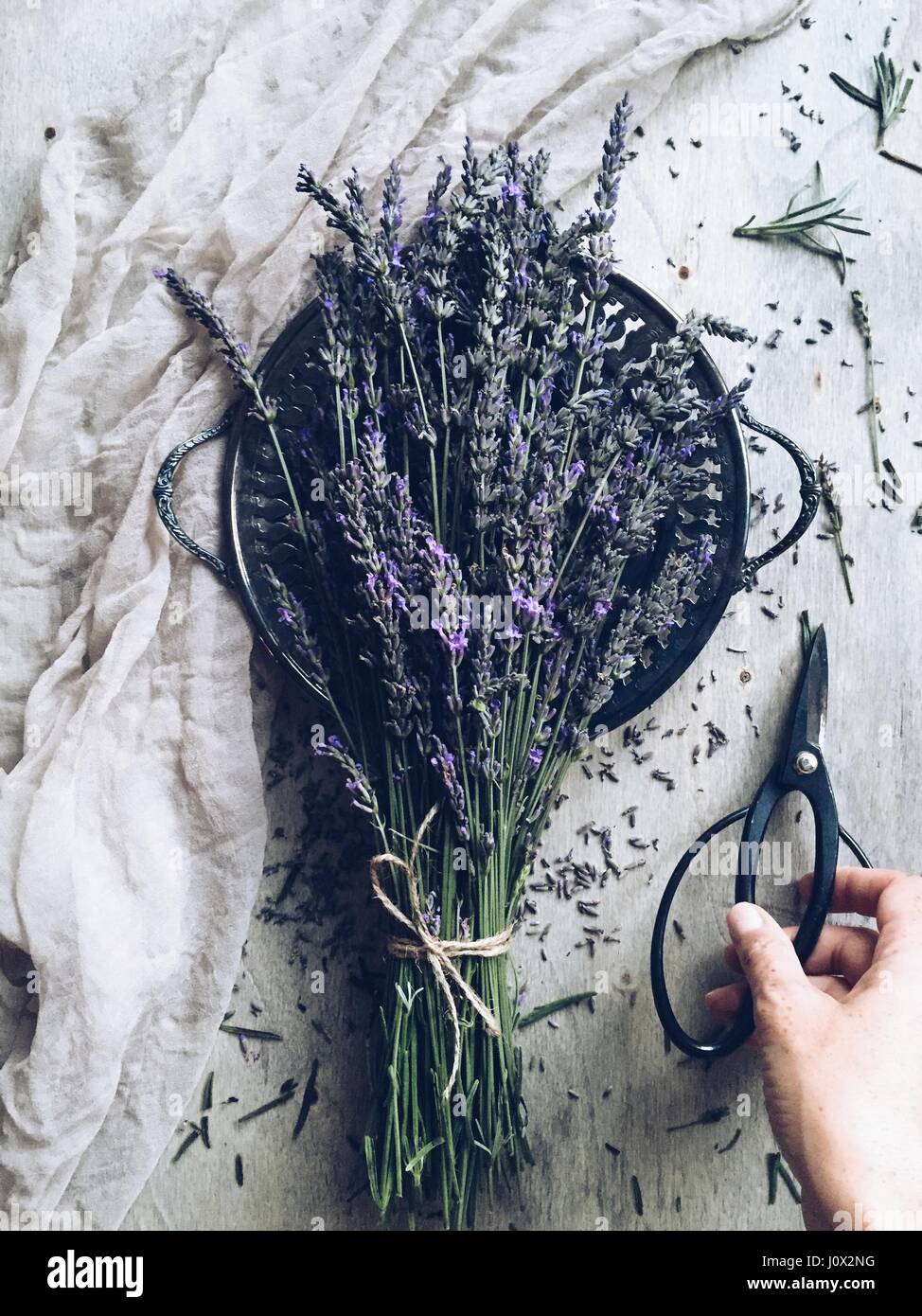 Frauenhand Zinnteller Schere und Lavendel Bouquet festhalten Stockfoto