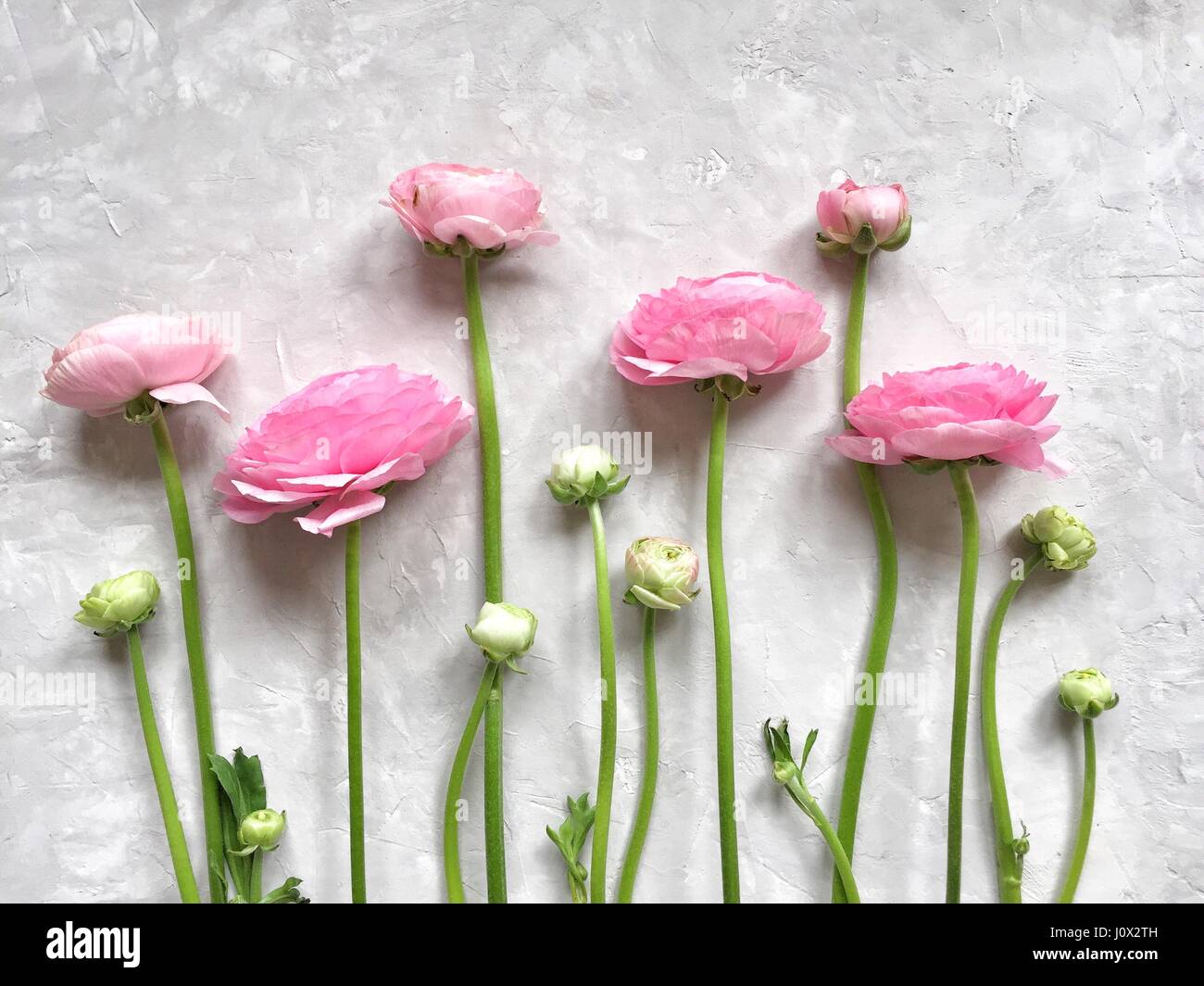 Rosa Ranunkeln Blumen in Folge Stockfoto