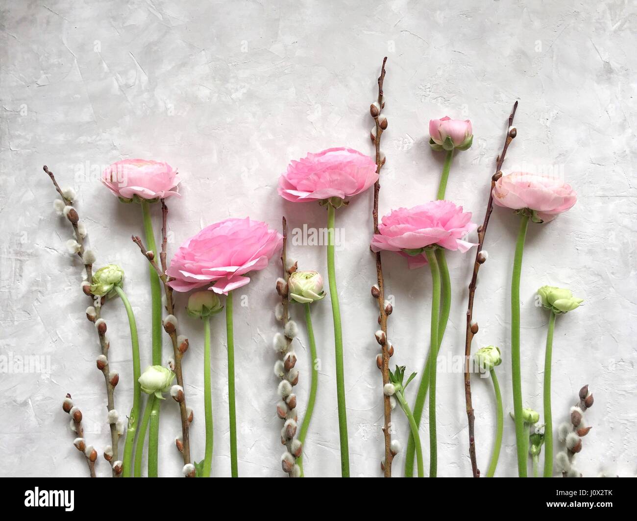 Blüten rosa Ranunkeln und Muschi Weiden in Folge Stockfoto