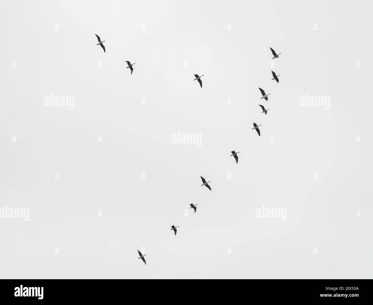 Wildgänse fliegen in Frühlingshimmel Stockfoto Wildgänse fliegen in Frühlingshimmel Stockfoto