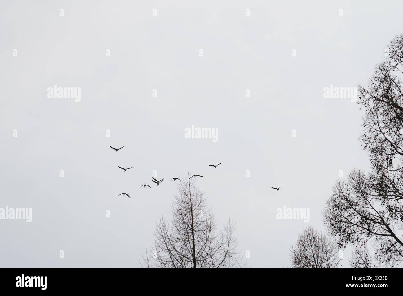 Wildgänse fliegen in Frühlingshimmel Stockfoto Wildgänse fliegen in Frühlingshimmel Stockfoto